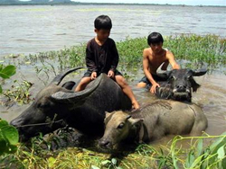 Hôm nay khai mạc LHP châu Á – Thái Bình Dương 2005